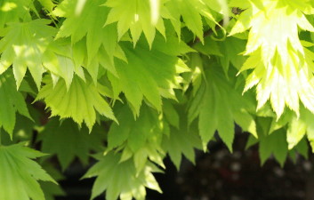 Acer shirasawanum Aureum