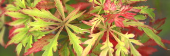 Acer palmatum Shigure bato