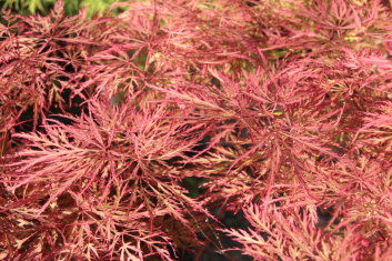 Acer palmatum Chantilly Lace