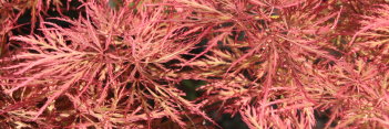 Acer palmatum Chantilly Lace