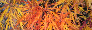 Acer palmatum Kim
