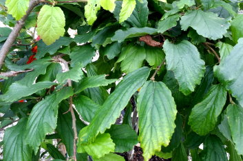 Parrotia persica Kews Weeping