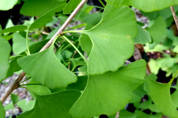 Ginkgo biloba Mayfield