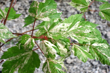 Acer rubrum Vanity