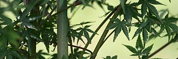 Acer palmatum Murasaki
