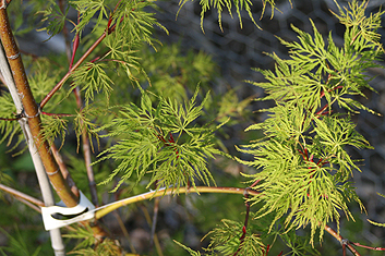 Acer palmatum Emerald Lace