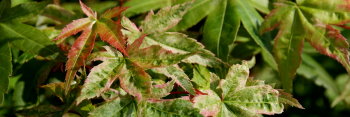 Acer palmatum Akaji nishiki