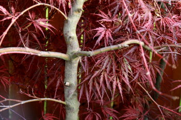 Acer palmatum Inaba shidare