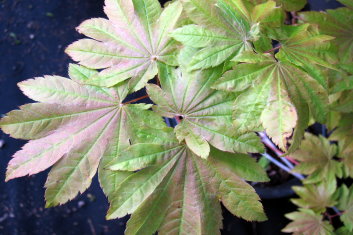 Acer japonicum Giant Moon