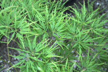 Acer palmatum Green Mist