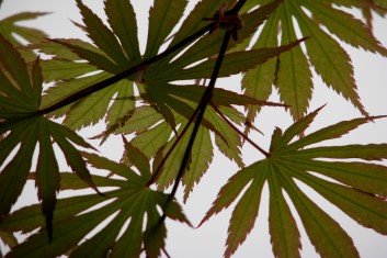 Acer shirasawanum Sensu