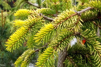 Picea abies Gold Drift