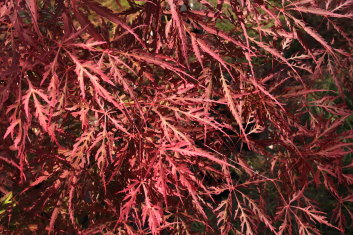 Acer palmatum Crimson Queen