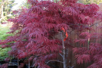 Acer palmatum Garnet