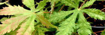 Acer palmatum Blonde Beauty