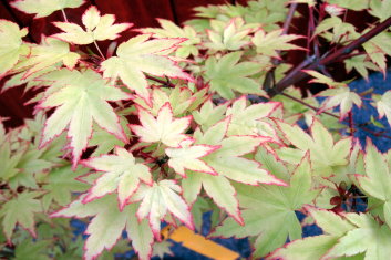 Acer shirasawanum Green Elf