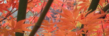 Acer palmatum Scott's Orange Flame