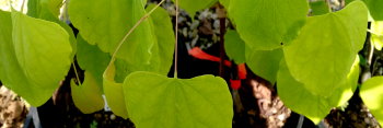 z Cercis canadensis Hearts Of Gold