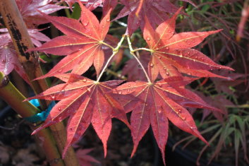 Acer palmatum Umegae