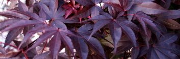 Acer palmatum Lozita