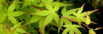 Acer palmatum Debbie's Golden Splendor