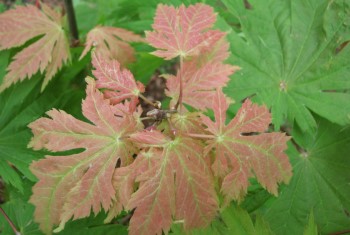 Acer japonicum Itaya