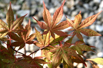 Acer palmatum Baby Ghost