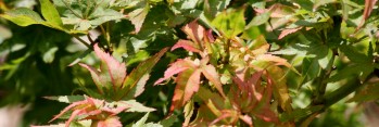Acer palmatum Ryuzu