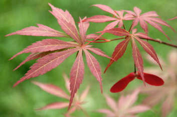 Acer palmatum Suminagashi