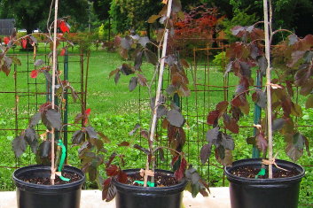 Fagus sylvatica Black Swan