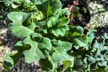 Quercus robur General Pulaski  (English Oak)