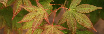 Acer palmatum Sanguineum
