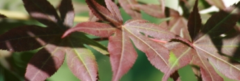 Acer palmatum Yugure