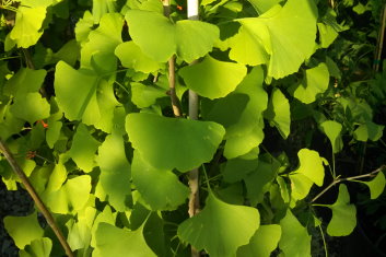 Ginkgo biloba Chi Chi