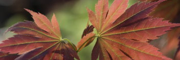 Acer palmatum Muro gawa