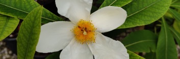 z Gordlinia franklinia x gordonia Gordlinia grandiflora