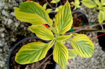 Cornus alternifolia Golden Shadows