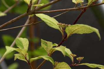 Callicarpa japonica Variegata