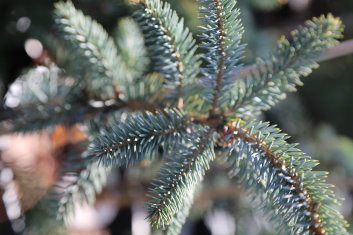 Picea omorika Blue Sky