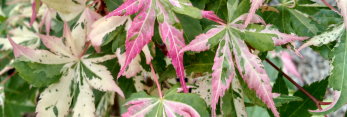 Acer palmatum Kotobuki