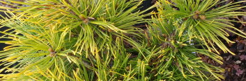 z Conifer Pinus mugo Carsten's Wintergold