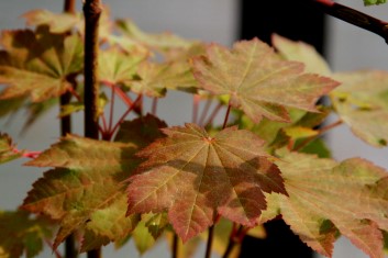 Acer japonicum Ruby Red