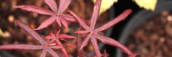 Acer palmatum Peve Starfish