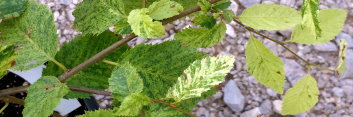 z Carpinus betulus Foliis Argent. Pendula