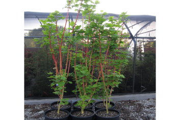 Acer circinatum Pacific Fire