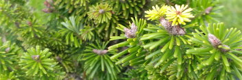 z Conifer Abies alba Pyramidalis