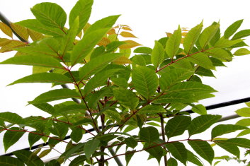 Cedrela sinensis Flamingo