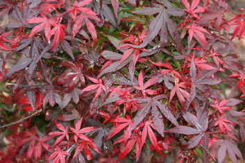 Acer palmatum Royle