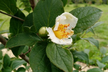 Stewartia pseudocamellia Ballet