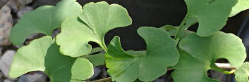 z Ginkgo biloba Pine Glen Dwarf